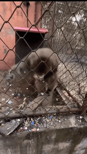 A monkey grips the bars of a cage.