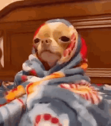 A sleepy dog in a striped blanket sits upright in a warm wooden room.