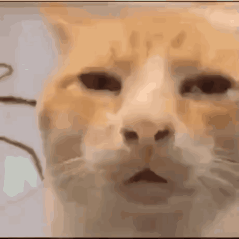 An orange cat gives an unimpressed, annoyed stare.