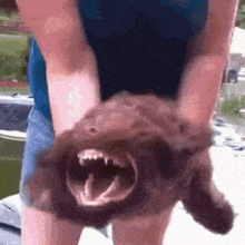 A brown dog is held upside down with its mouth open.