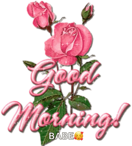 a picture of pink roses with the words good morning babe on it