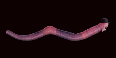 a worm with a man 's face on it wearing a top hat