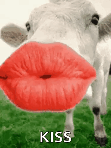A cow stands behind oversized red lips with the caption “KISS.”