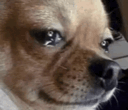 A dog looks downward with watery eyes in a close-up meme reaction.