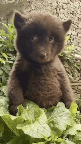 A tiny bear cub looks sideways with wide, uncertain eyes.