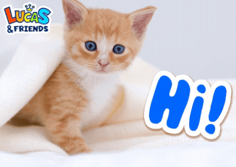 an orange and white kitten is laying on a white blanket next to a blue hi sign