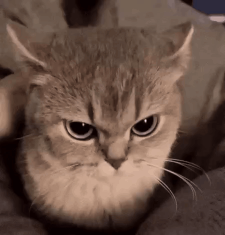 A gray kitten stares intensely toward the camera.