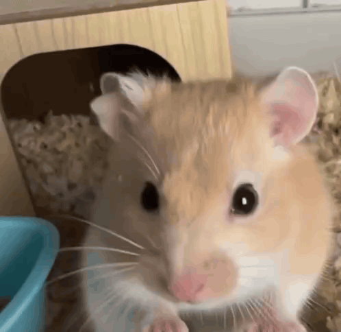 A hamster looks at the camera while lifting a tiny paw in approval.
