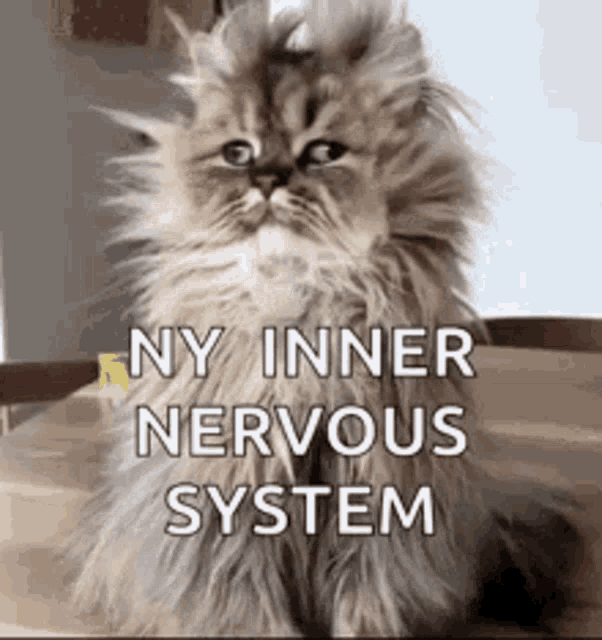 A fluffy cat stares ahead as the caption reads “NY INNER NERVOUS SYSTEM.”
