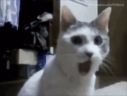 A gray-and-white cat stares forward with huge startled eyes.