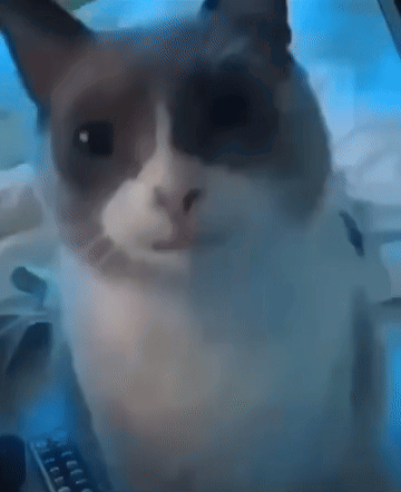 a close up of a cat looking at the camera with a remote control in the background