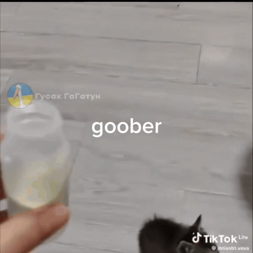 a tiktok video of a kitten playing with a toy