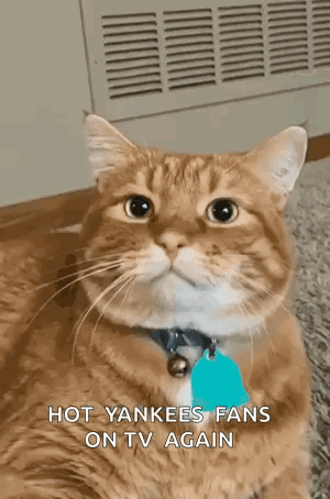 a close up of a cat 's face with the words `` hot yankees fans on tv again '' .