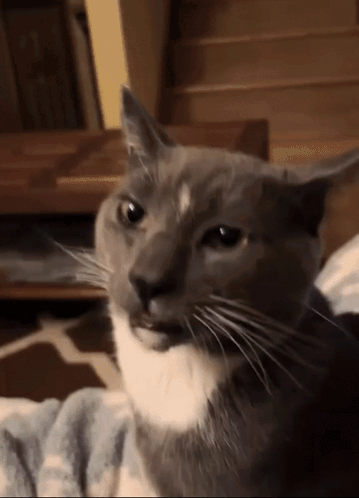 a close up of a gray and white cat with a serious look on its face