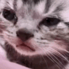 A kitten’s face fills the frame with glossy, tearful-looking eyes.