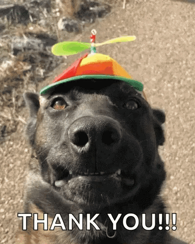 A dog wearing a tiny colorful hat looks at the camera with “THANK YOU!!!” text.