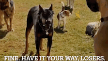 a group of dogs standing in a grassy field with the words fine have it your way losers on the bottom