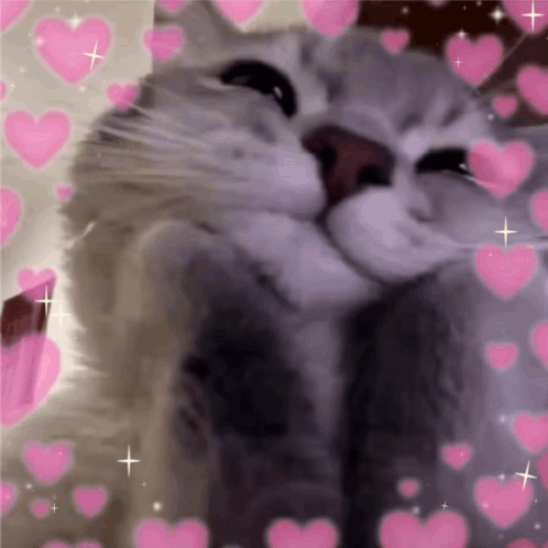 A fluffy gray cat is surrounded by animated pink hearts.