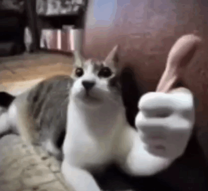 A cat holds up a paw resembling a thumbs up.