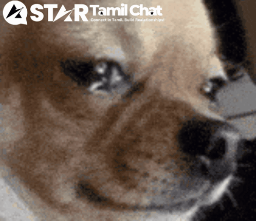 A small dog stares forward with huge wet eyes and a sad expression.
