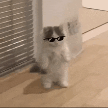 A fluffy cat walks toward the camera wearing tiny dark sunglasses.