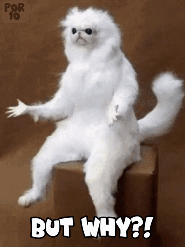 A white fluffy cat sits upright with its paws spread beneath “BUT WHY?!”
