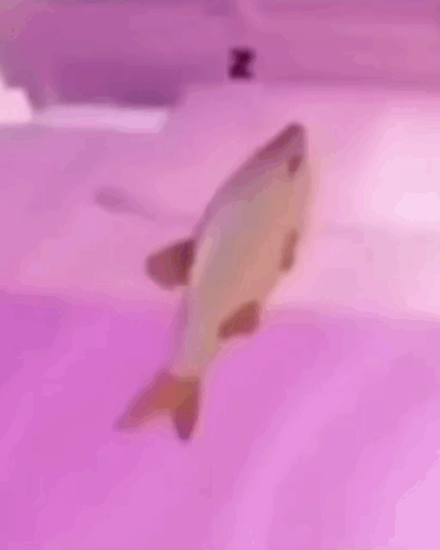 a fish is swimming in a purple tank with the letter z on the ceiling .