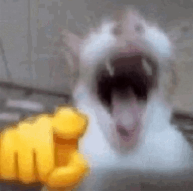 A blurry white cat points toward the viewer while appearing to laugh.