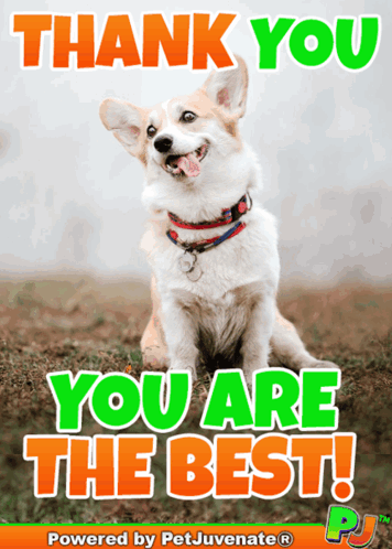 a picture of a dog with the words " thank you you are the best "