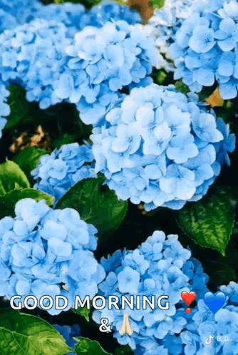 a picture of blue flowers with the words good morning