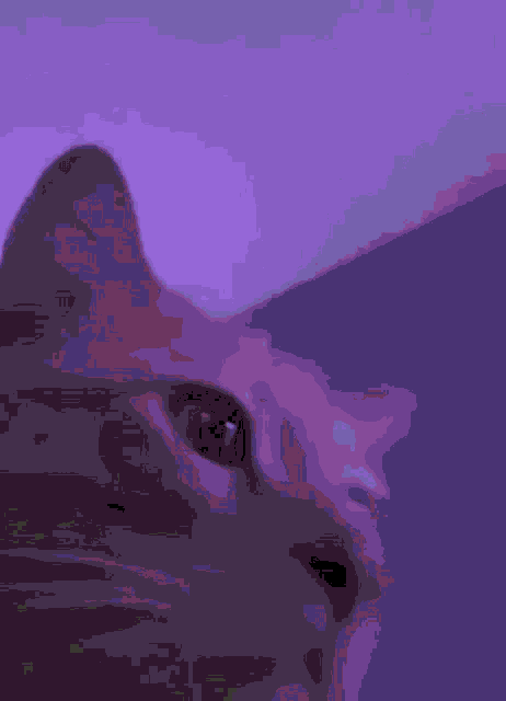 a close up of a cat 's face with a green background