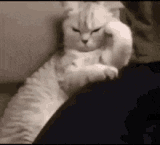 A fluffy white cat glares while stretching one paw forward.