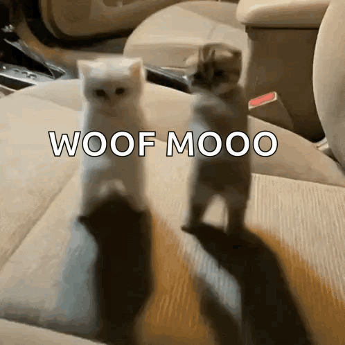 two cats are standing next to each other and the words woof mooo are visible
