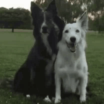 Two dogs sit side by side outdoors, appearing close and friendly.