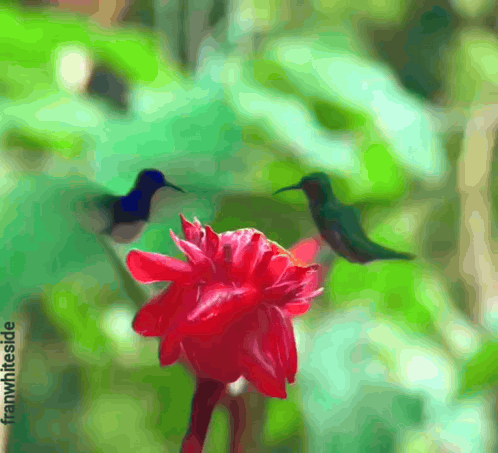 A hummingbird hovers beside a bright red flower.