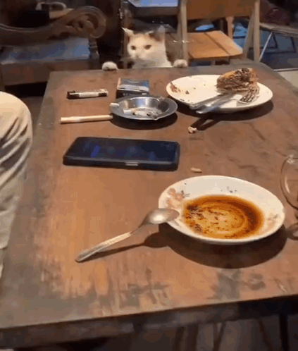A cat reaches over a dining table toward plates of food.