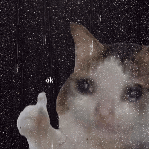 A crying cat gives a thumbs-up beneath the caption “ok.”