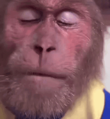 A monkey closes its eyes in a tearful, pained close-up.