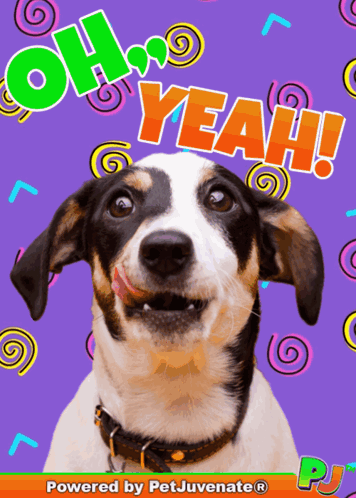 a picture of a dog with the words oh yeah written on it
