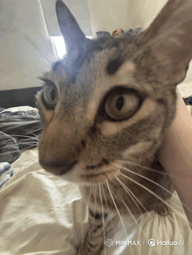 a cat laying on a bed with a watermark that says hailuo ai on it