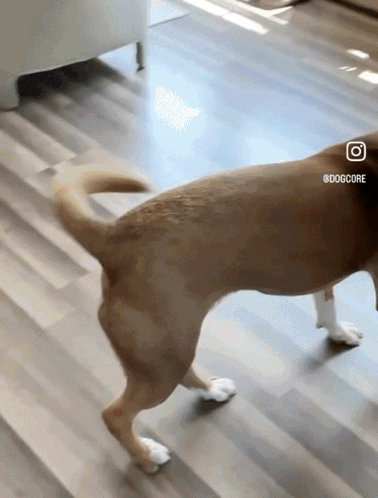 A small dog hops excitedly around a bright kitchen.