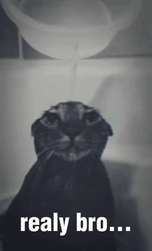 A gloomy cat sits beneath a floating lamp with “realy bro…”