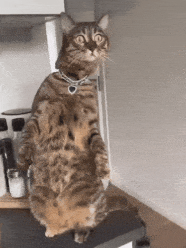 A tabby cat stands upright on its hind legs on a kitchen counter.