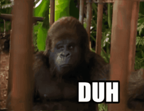 A gorilla looks forward in the jungle beside a large “DUH” caption.