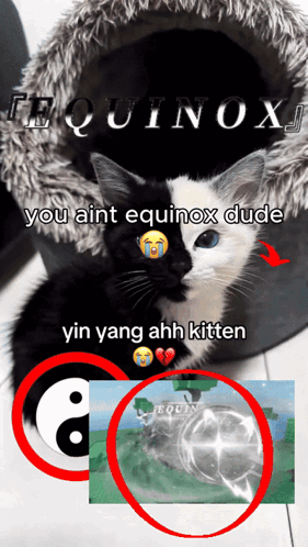 a picture of a black and white cat with equinox written above it