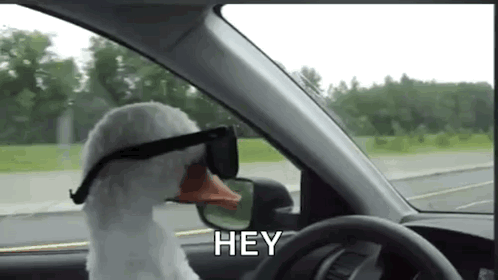 a stuffed goose wearing sunglasses is driving a car and says hey .