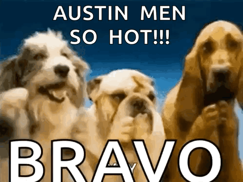 three dogs are standing next to each other with the words austin men so hot bravo above them