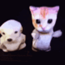 A blurry white cat and small dog-like animal bob on a dark background.