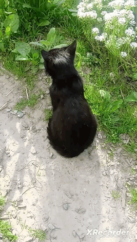 a black cat is sitting on a dirt path with xrecorder.com written on the bottom