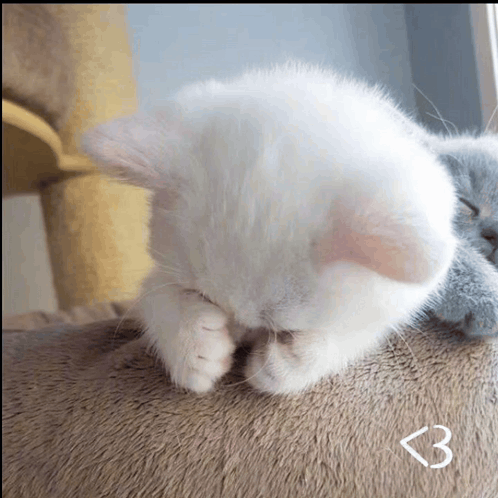 a white kitten laying on a brown blanket with the letter b next to the kitten